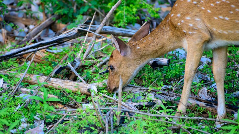 Grazing deer close-up shot, Sri Lankan axis deer on Udawalawe forest.