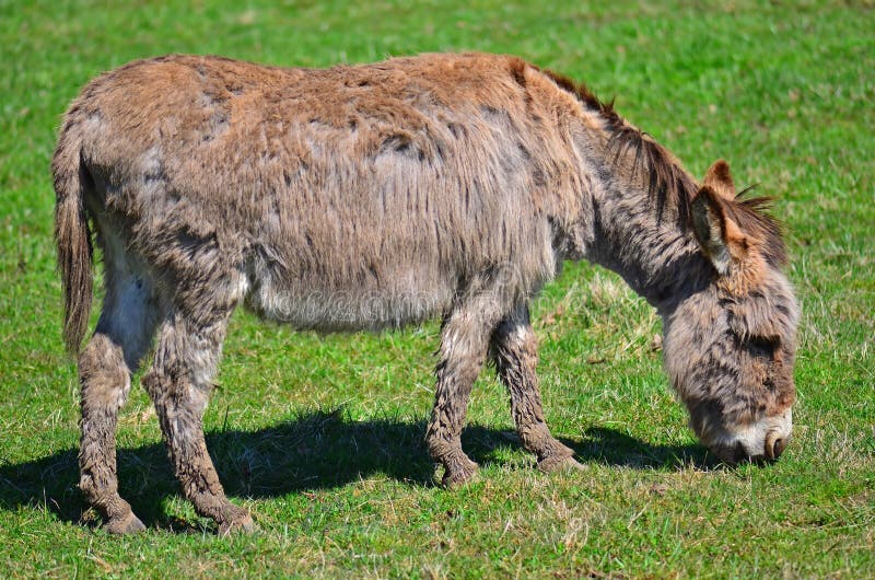 Grazing Donkey.