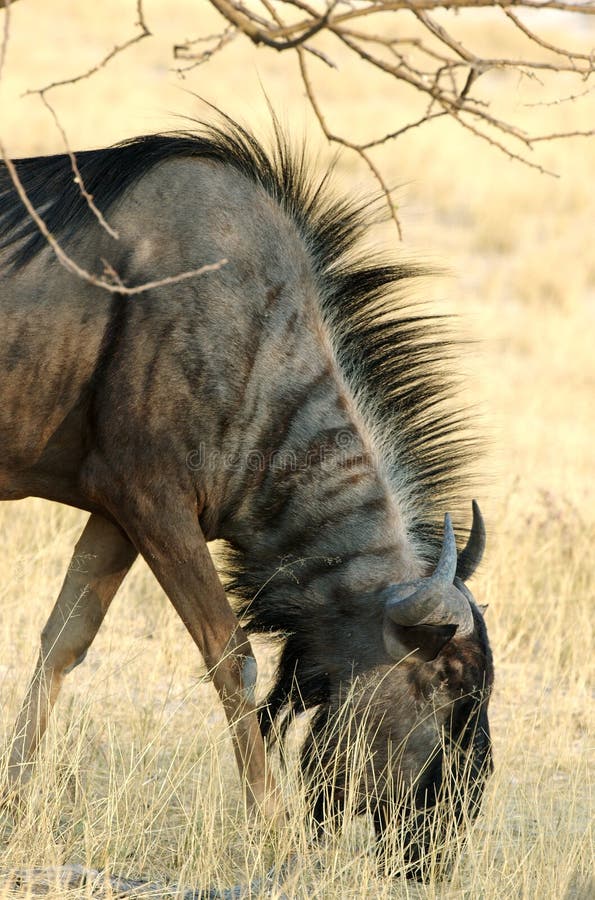 Grazing gnu