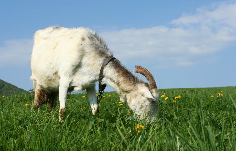 Grazing goat