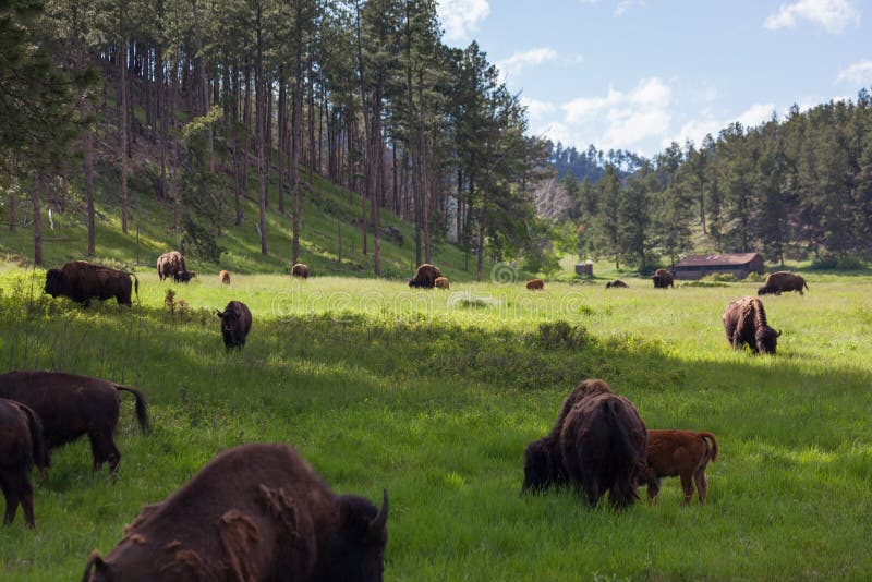 Grazing Group of Bison stock photo