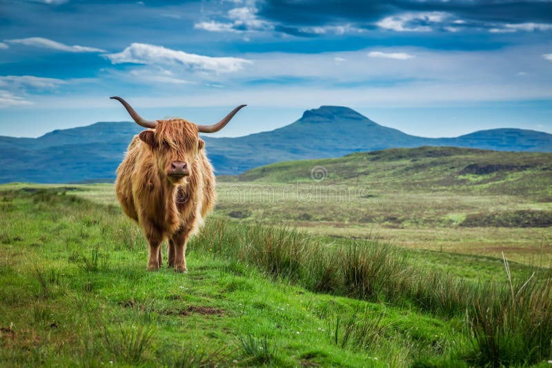Grazing highland cow in Isle of Skye in Scotland