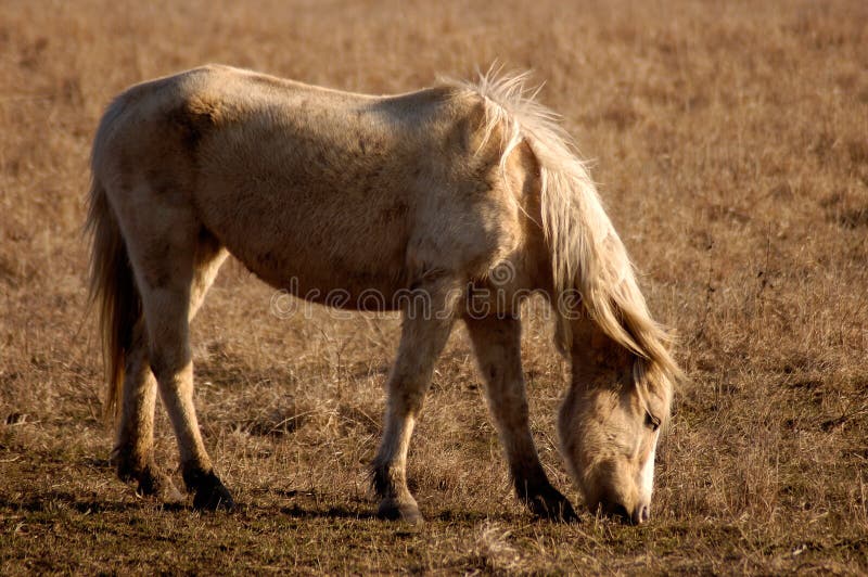 Grazing Horse royalty free stock images