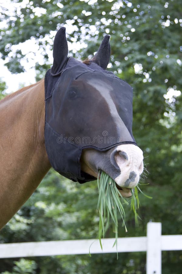 Grazing Horse with Fly Mask Stock Image Image of animal, grass 22330957