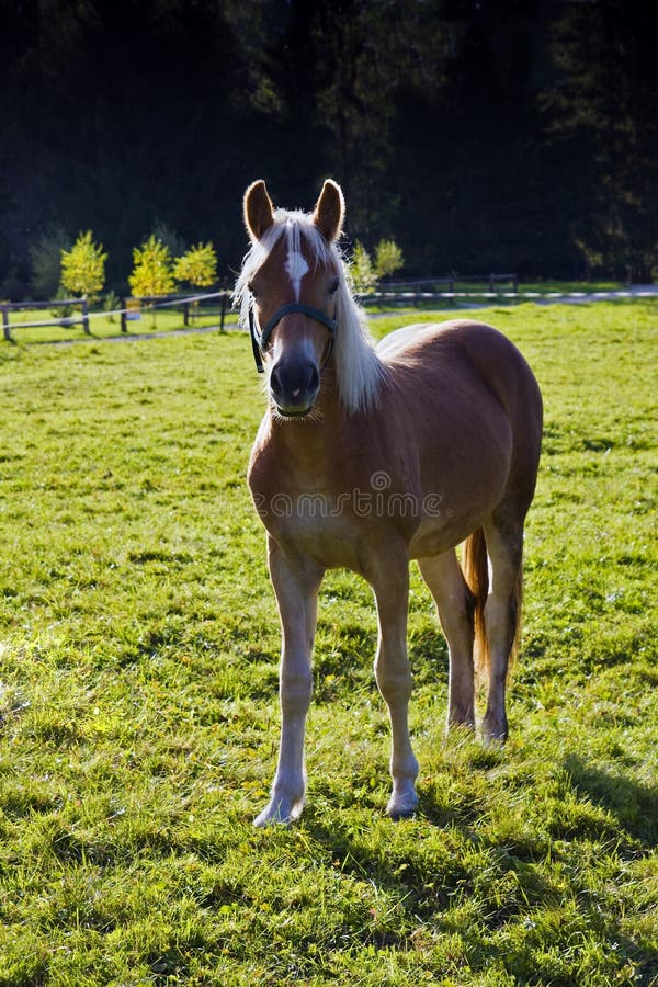 Grazing horse