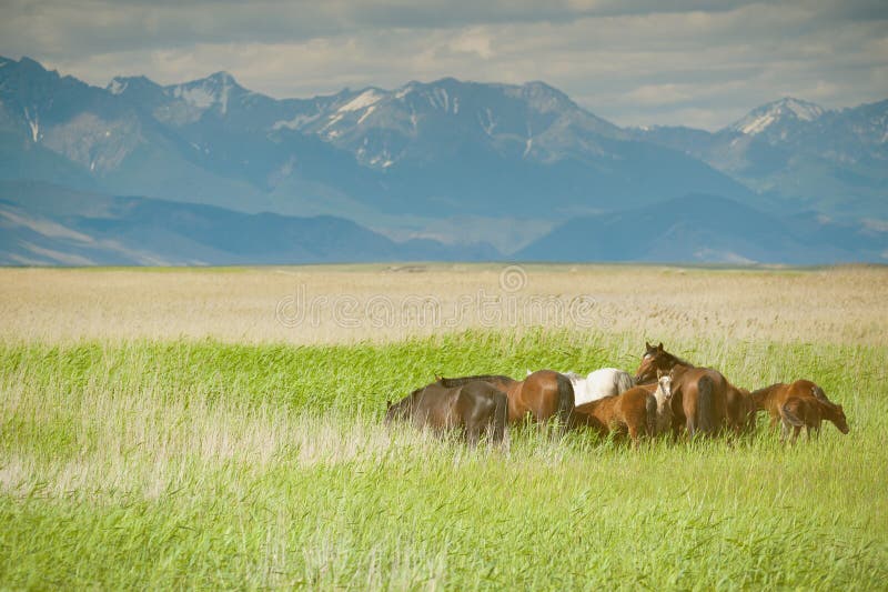 Grazing horses stock photo. Image of grass, calm, domestic 29060506