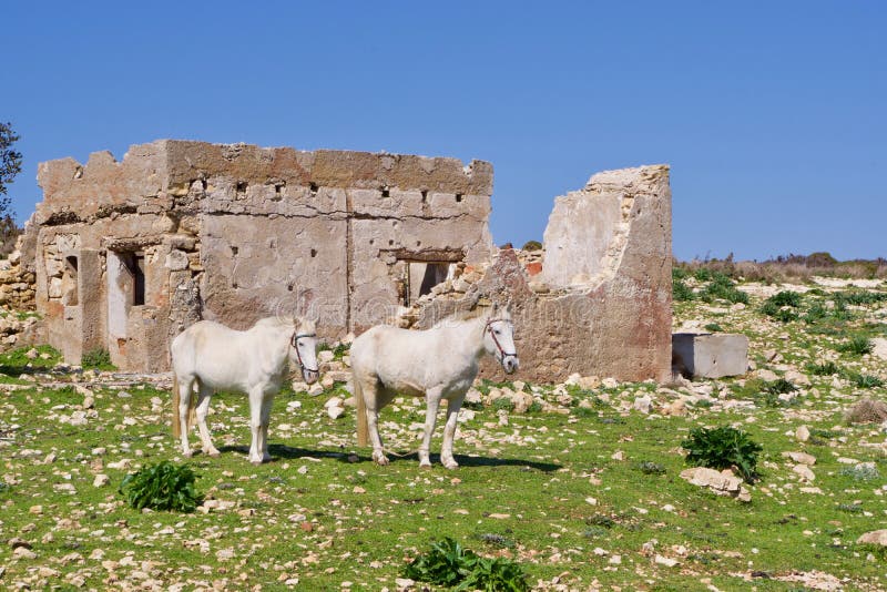 Horses Resting on a Greek Hillside