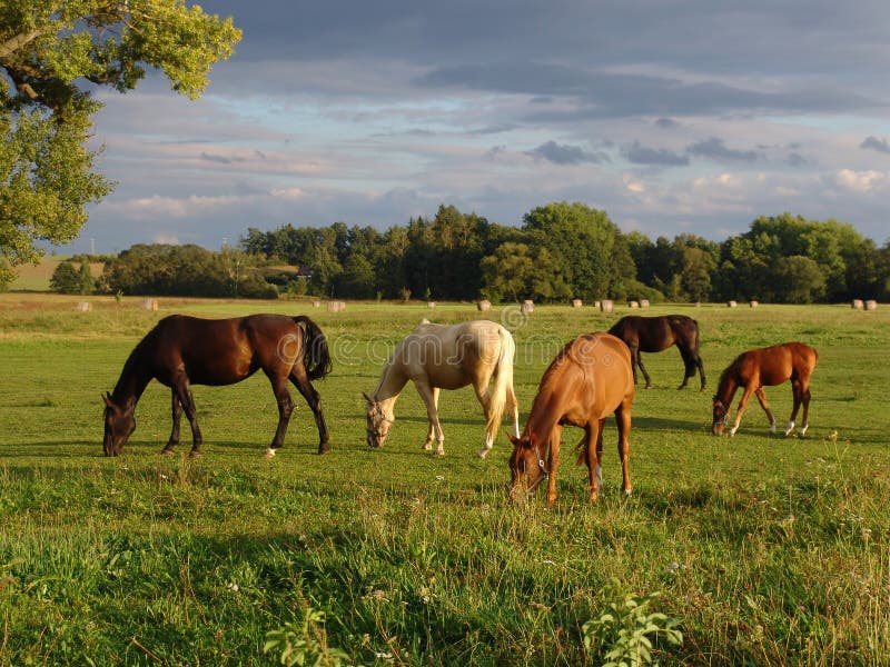 Grazing Horses on the Field