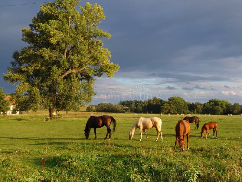 Grazing Horses on the green Field