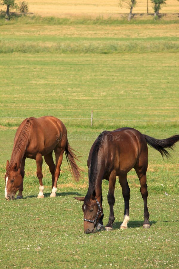 Grazing Horses on the green Field