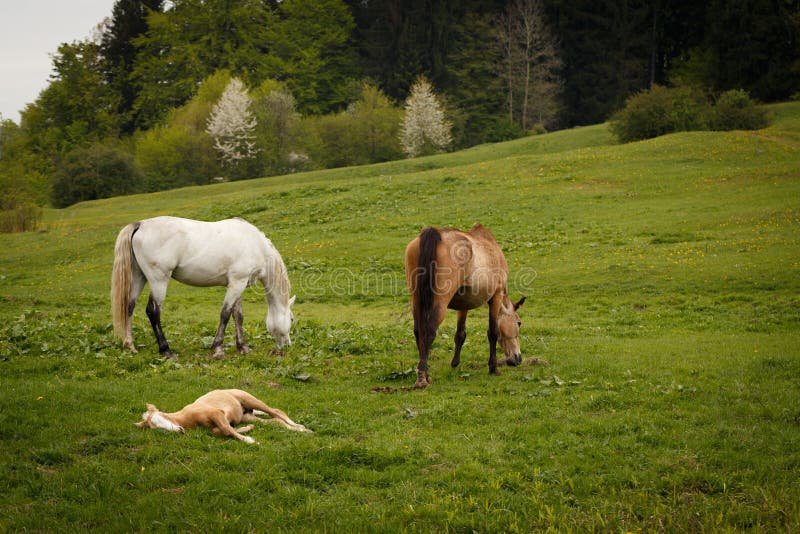 Grazing horses on a green mountain meadows