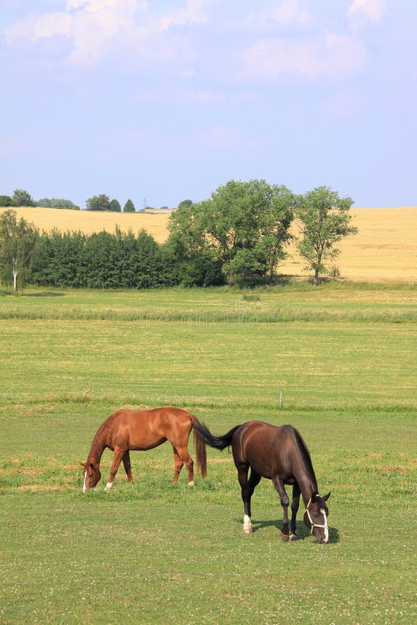 Grazing Horses in the summer Landscape