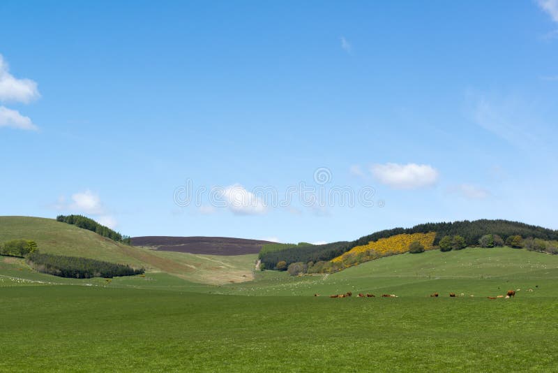 Grazing Land stock image. Image of green, countryside 54865493