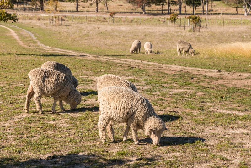 Grazing merino sheep stock image. Image of farming, cattle 70053533