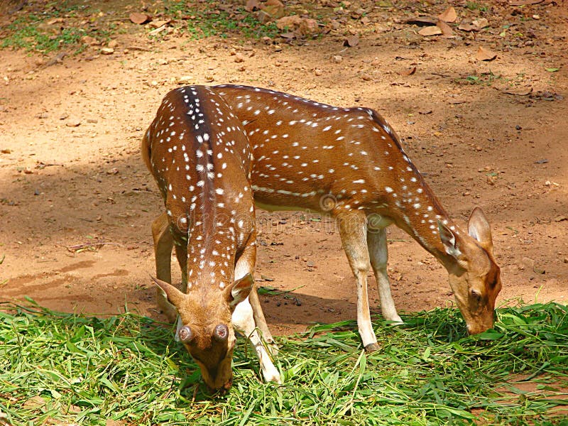 This is a photograph of two juvenile spotted deer, also known as axis deer, cheetal/chital, or axis axis, grazing at zoo, Thiruvananthapuram, Kerala, India. This is a photograph of two juvenile spotted deer, also known as axis deer, cheetal/chital, or axis axis, grazing at zoo, Thiruvananthapuram, Kerala, India...