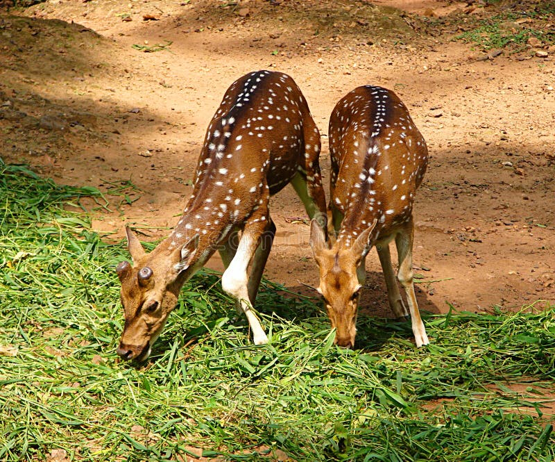 This is a photograph of two juvenile spotted deer, also known as axis deer, cheetal/chital, or axis axis, grazing at zoo, Thiruvananthapuram, Kerala, India. This is a photograph of two juvenile spotted deer, also known as axis deer, cheetal/chital, or axis axis, grazing at zoo, Thiruvananthapuram, Kerala, India...