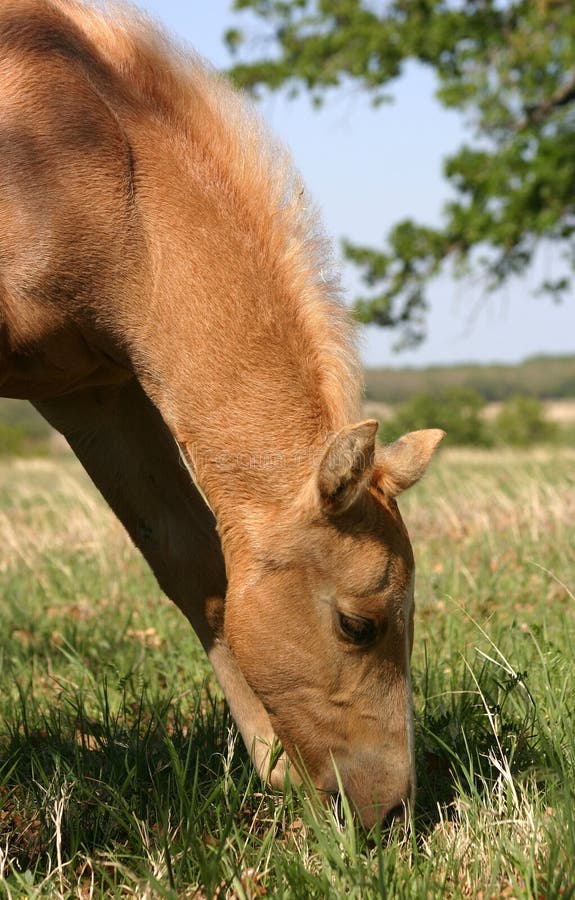 Grazing Palomino Foal