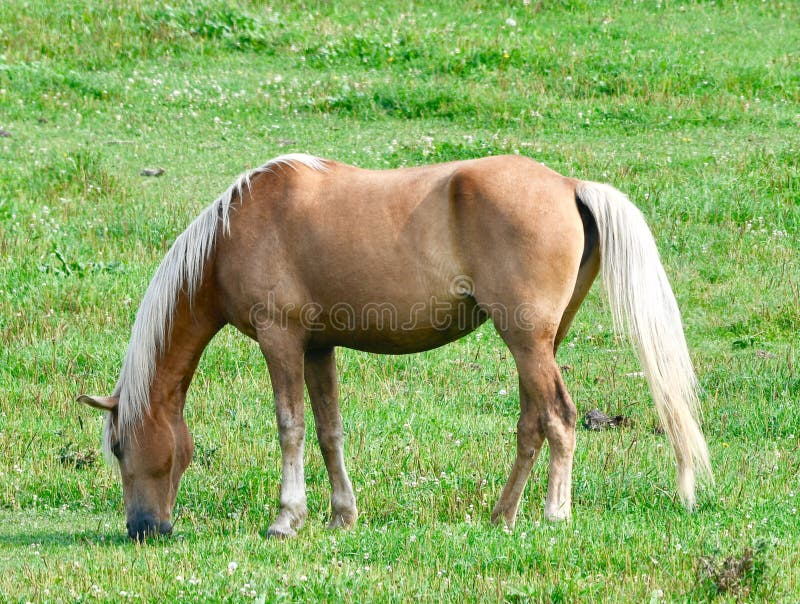 A Grazing Palomino stock images A Grazing Palomino stock images