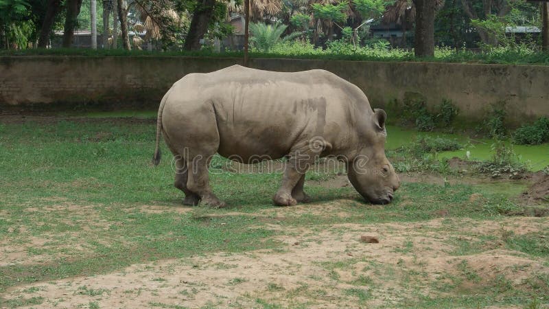 Grazing rhinoceros royalty free stock photo Grazing rhinoceros royalty free stock photo