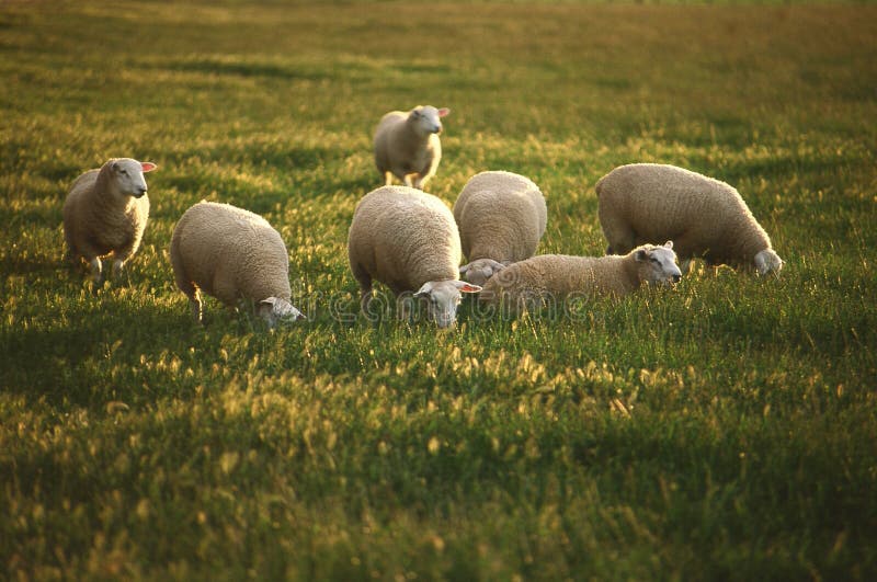 Grazing sheep. royalty free stock photos Grazing sheep. royalty free stock photos