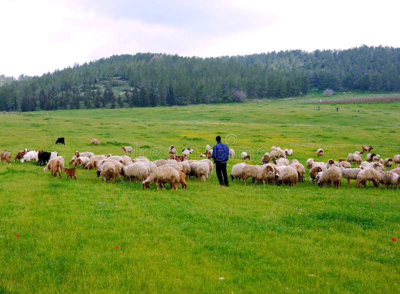 Grazing sheep