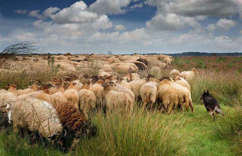 Herd of sheep