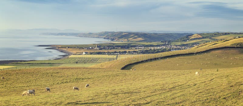 Grazing Sheep on Coastal Hills in Wales, UK