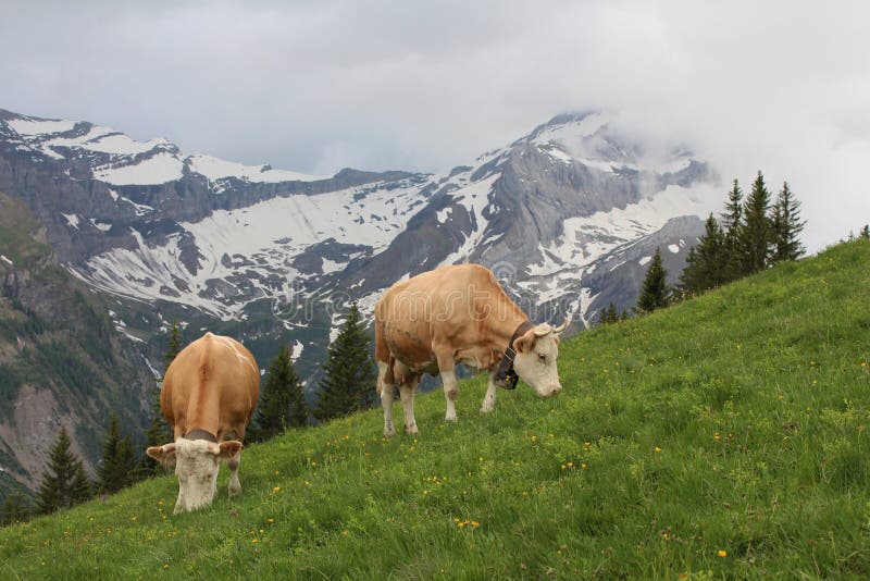 Grazing Simmental Cows royalty free stock images