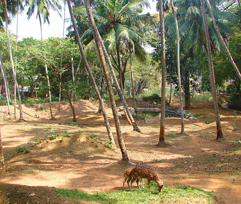 This is a photograph of two spotted deer grazing among coconut trees... The photograph is captured at zoo, Thiruvananthapuram, Kerala, India. This is a photograph of two spotted deer grazing among coconut trees... The photograph is captured at zoo, Thiruvananthapuram, Kerala, India...