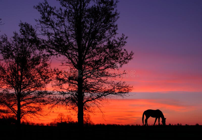 Grazing At Sunrise royalty free stock photos Grazing At Sunrise royalty free stock photos