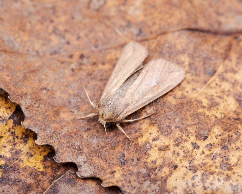 Grease moth Aglossa cuprina, nocturnal moth, insect related to butterflies Lepidoptera stock photos Grease moth Aglossa cuprina, nocturnal moth, insect related to butterflies Lepidoptera stock photos