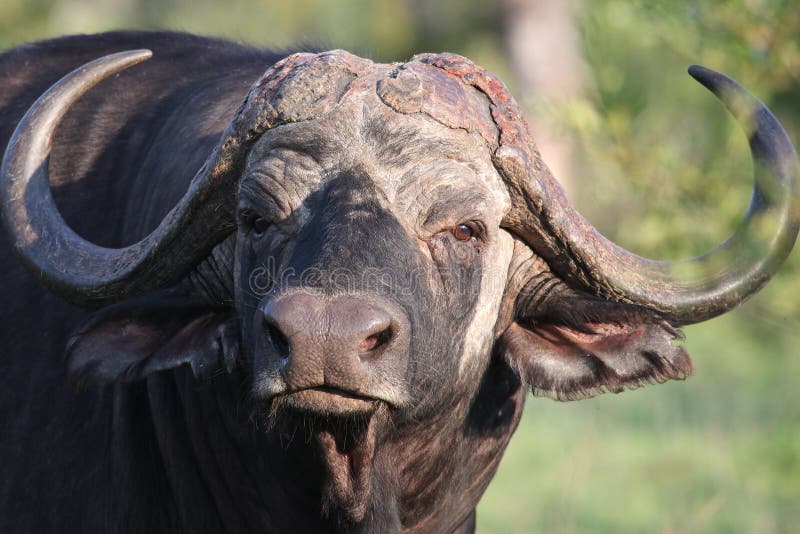 Look buffalo чисто папа. Восточная Африка бык. Буйвол смотрит в камеру. Голова мотерого старого буйвола. Зависал LOOKBUFFALO.