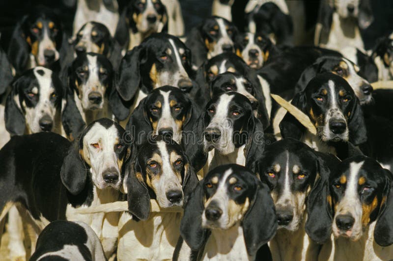 GREAT ANGLOFRENCH WHITE and BLACK HOUND, PACK of ADULTS Stock Image