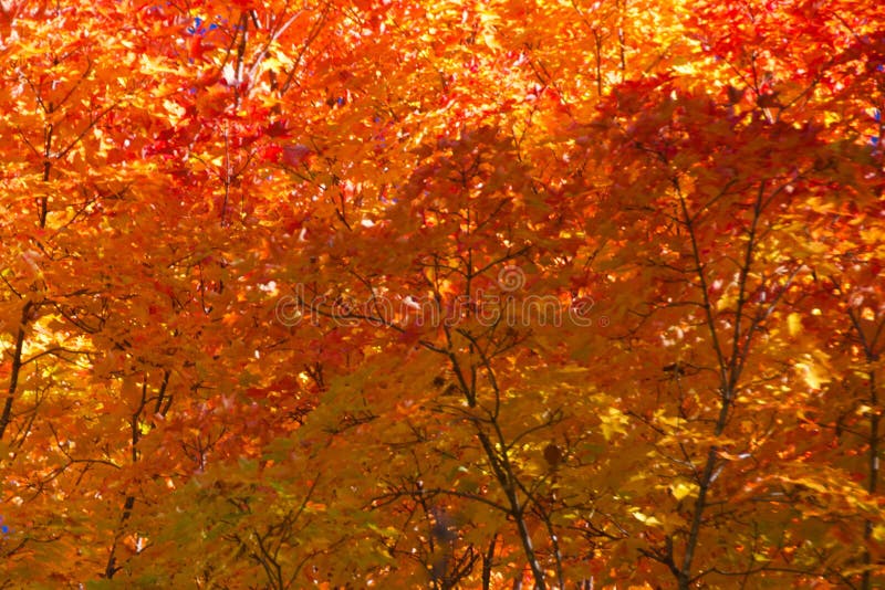 Maple colors