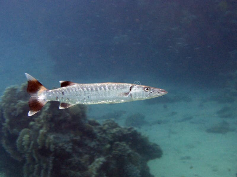 Great barracuda