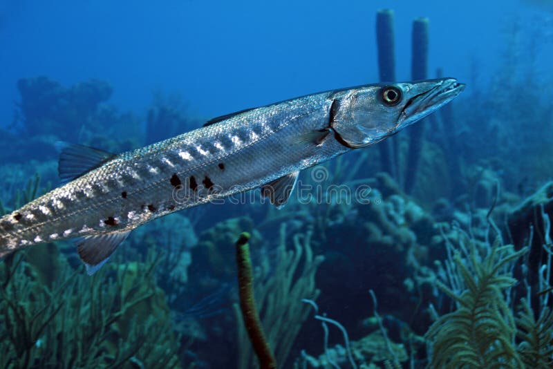 Great Barracuda