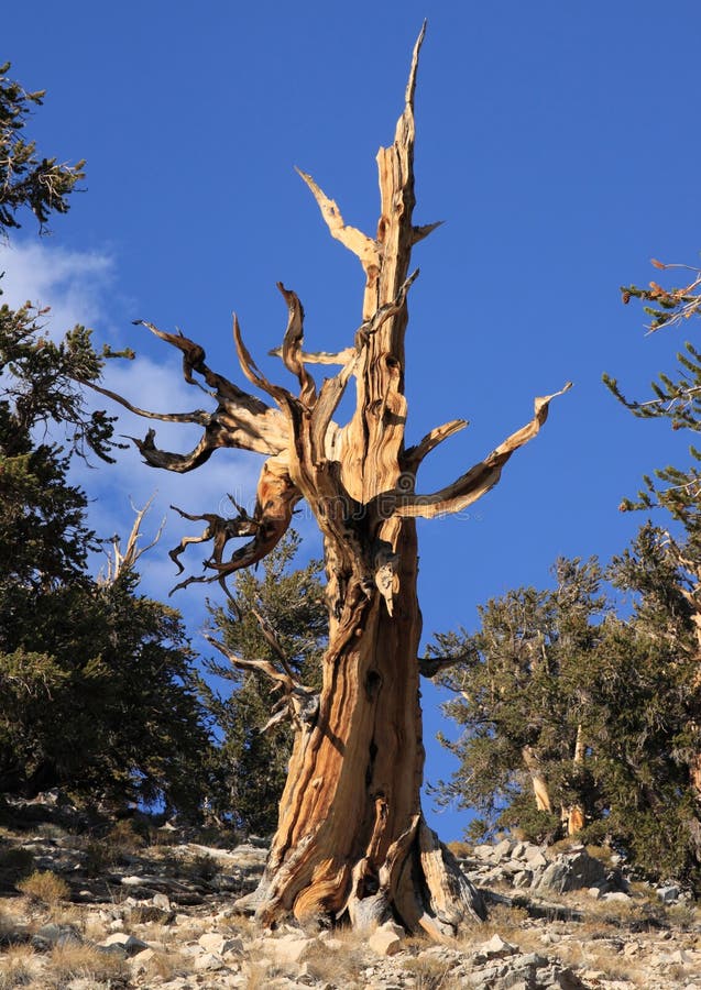 Bristlecone Pine Branch stock image. Image of leafless ...
