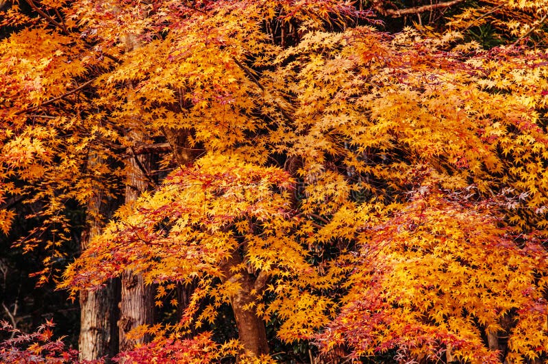 Beautiful Vibrant Colourful Maple Leaves in Autumn - Yamagata, Japan ...