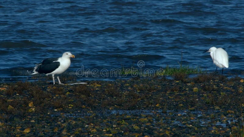 Birds - Great Black-Backed Gull has hunted and eats flounder fish