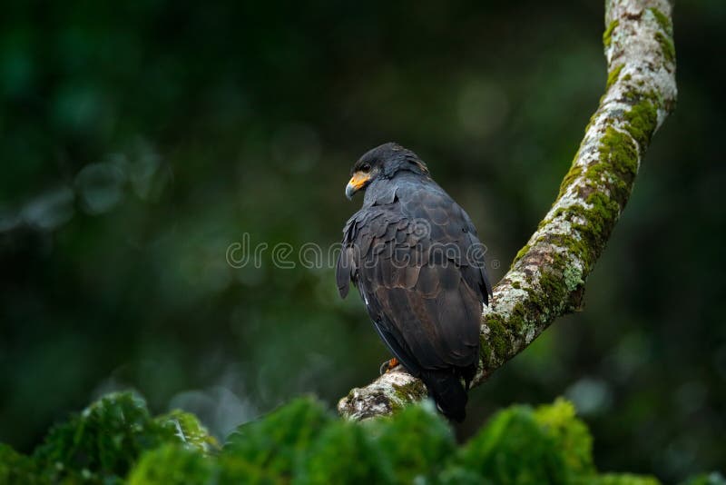 Great Black-Hawk, Buteogallus urubitinga, large bird found in Central and South America. Vulture in tree. Bird, forest in the back stock image