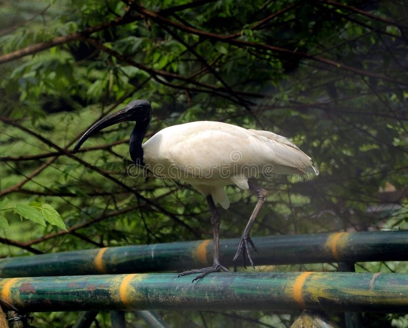 Great black headed white ibis