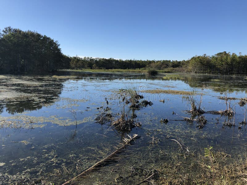 Great black heron royalty free stock photos