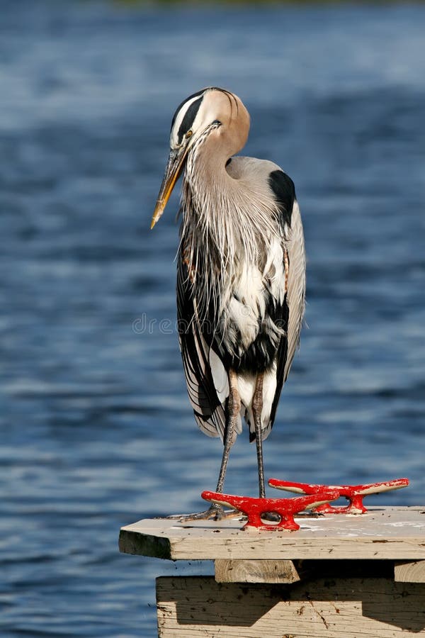 Great Blue Heron stock images