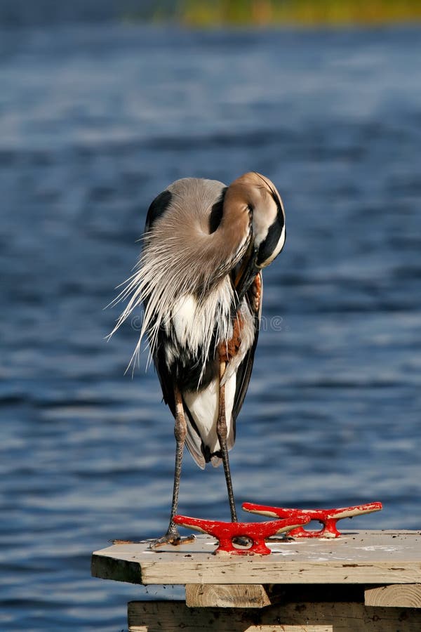 Great Blue Heron stock photography