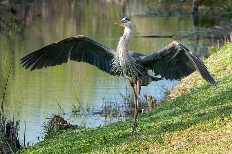 Great Blue Heron