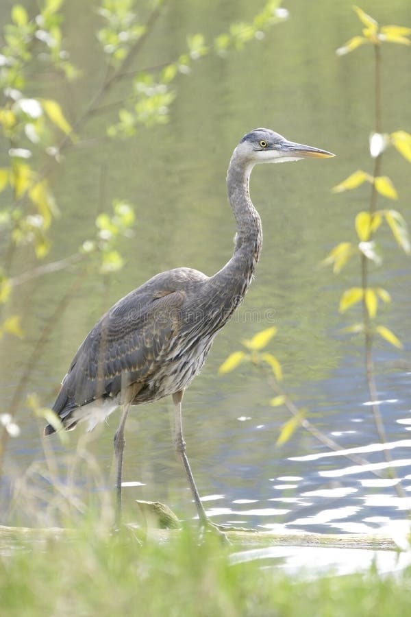 Great Blue Heron