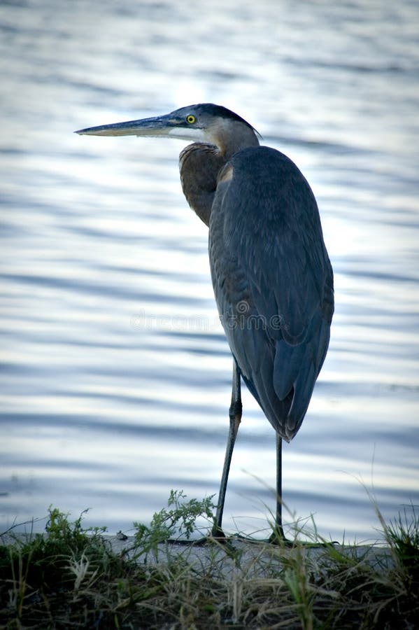 Great blue heron