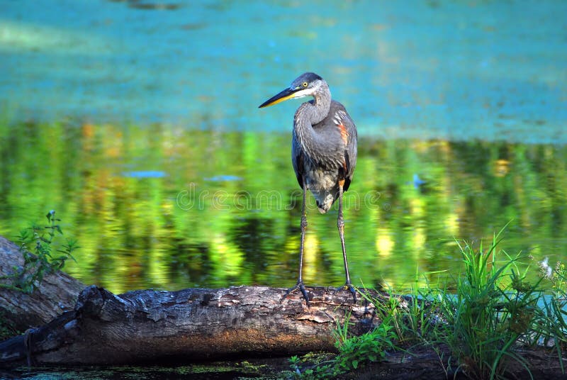Great blue heron stands on a log at the edge of a pond. Log animal stock images, royalty-free photos and pictures