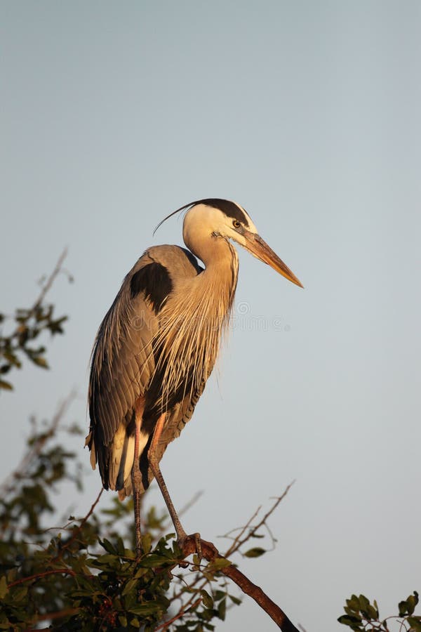 Great Blue Heron