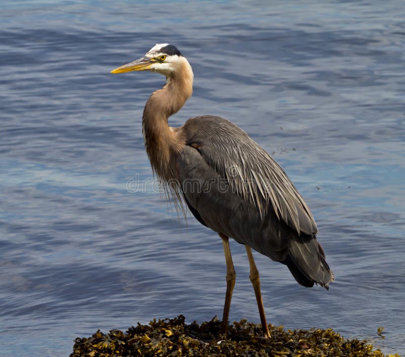 Great Blue Heron royalty free stock images Great Blue Heron royalty free stock images